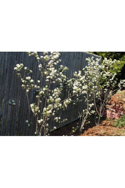 Аронія червона Брілліант солітер